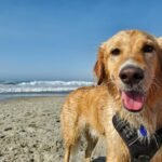 golden retriever on beach shore during daytime