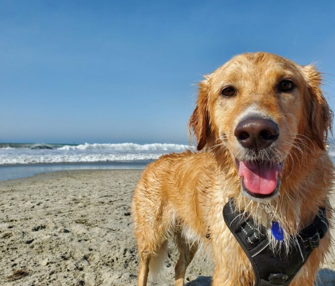 golden retriever on beach shore during daytime